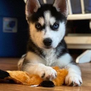 Meet your Posher, Eva